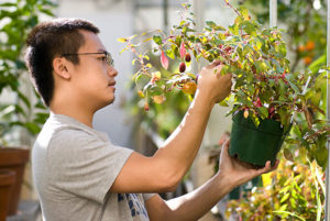 Student worker Xia Lee, a senior studying biology, picks fruit to encourage further blooming of Fuschia plants growing inside the Botany Greenhouse.