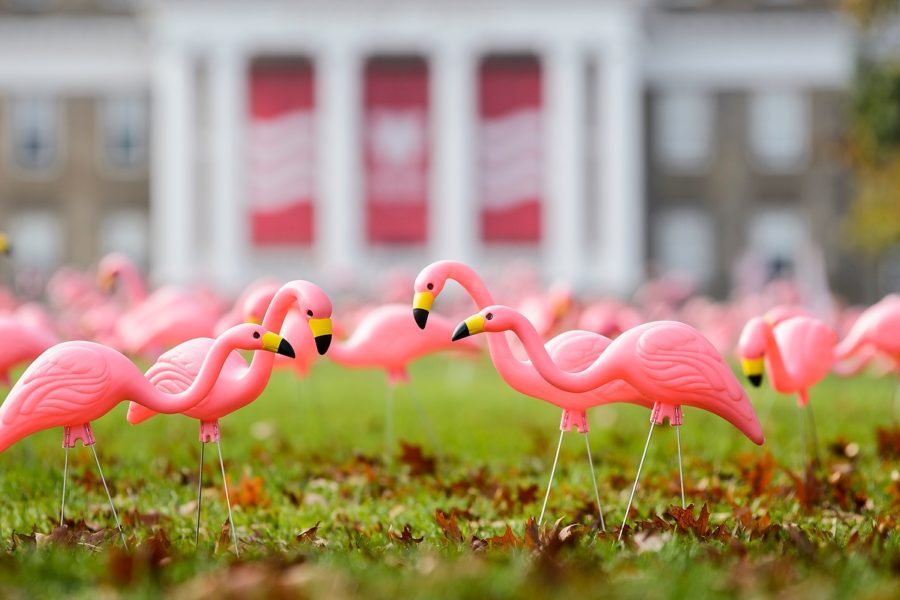 Hundreds of plastic pink flamingos adorn Bascom Hill